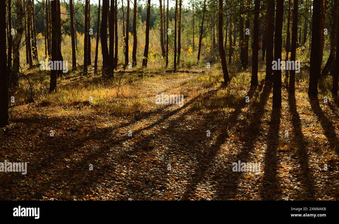 Ombre dagli alberi e luce del sole sul sottobosco nella foresta autunnale Foto Stock