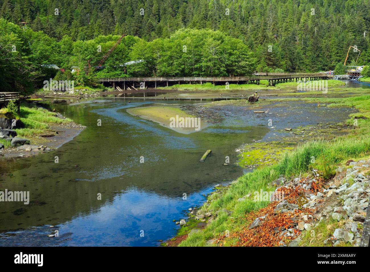 Una riserva naturale a Herring Cove vicino a Ketchikan, Alaska, è un luogo preferito per le aquile calve che cercano aringhe e salmoni nel torrente Foto Stock
