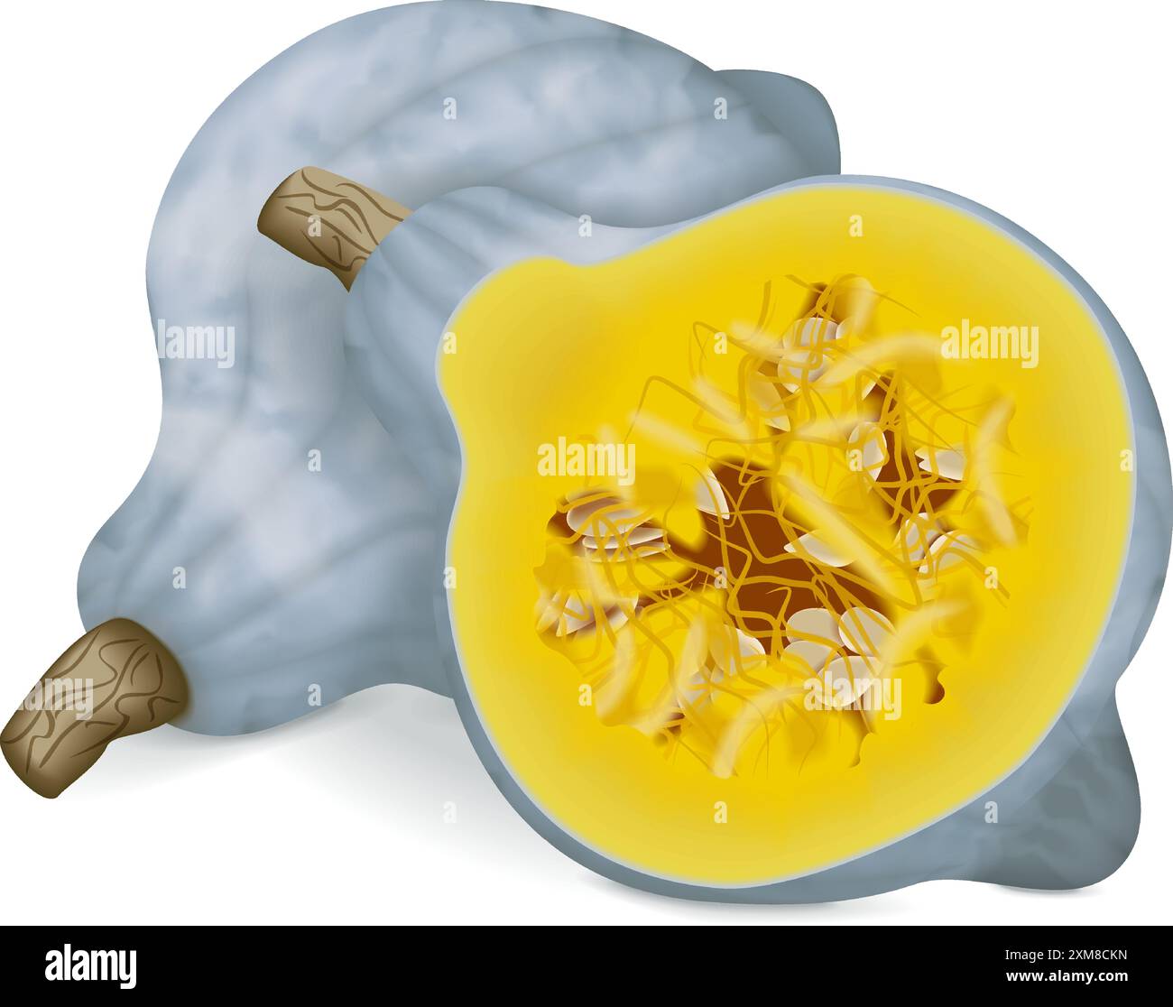Intero e mezzo di squash Blue hubbard. Squash invernale. Cucurbita maxima. Frutta e verdura. Illustrazione vettoriale isolata. Illustrazione Vettoriale