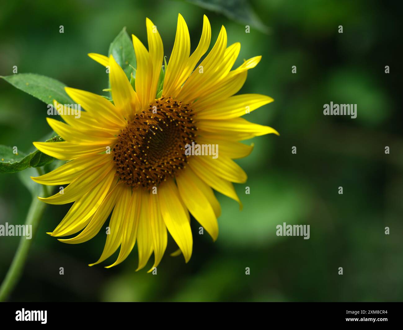 Un primo piano di girasole in un campo durante l'estate. Primo piano. Foto Stock