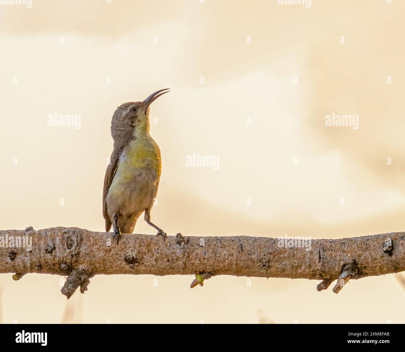 Una femmina viola sunbird seduta su un albero Foto Stock