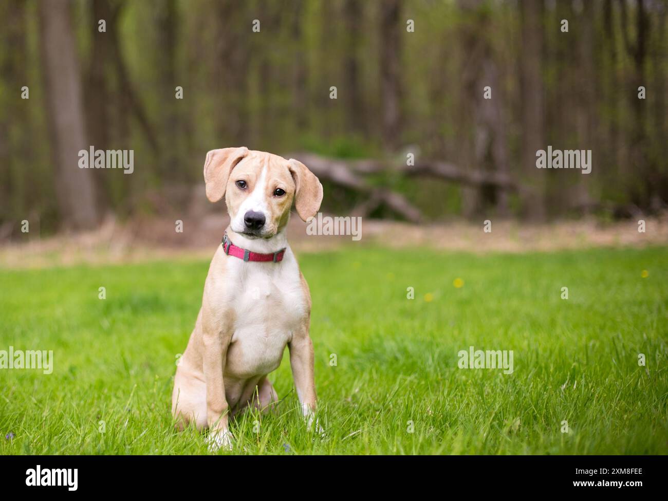 Un cucciolo di Beagle seduto all'aperto e ad ascoltare con un'inclinazione della testa Foto Stock