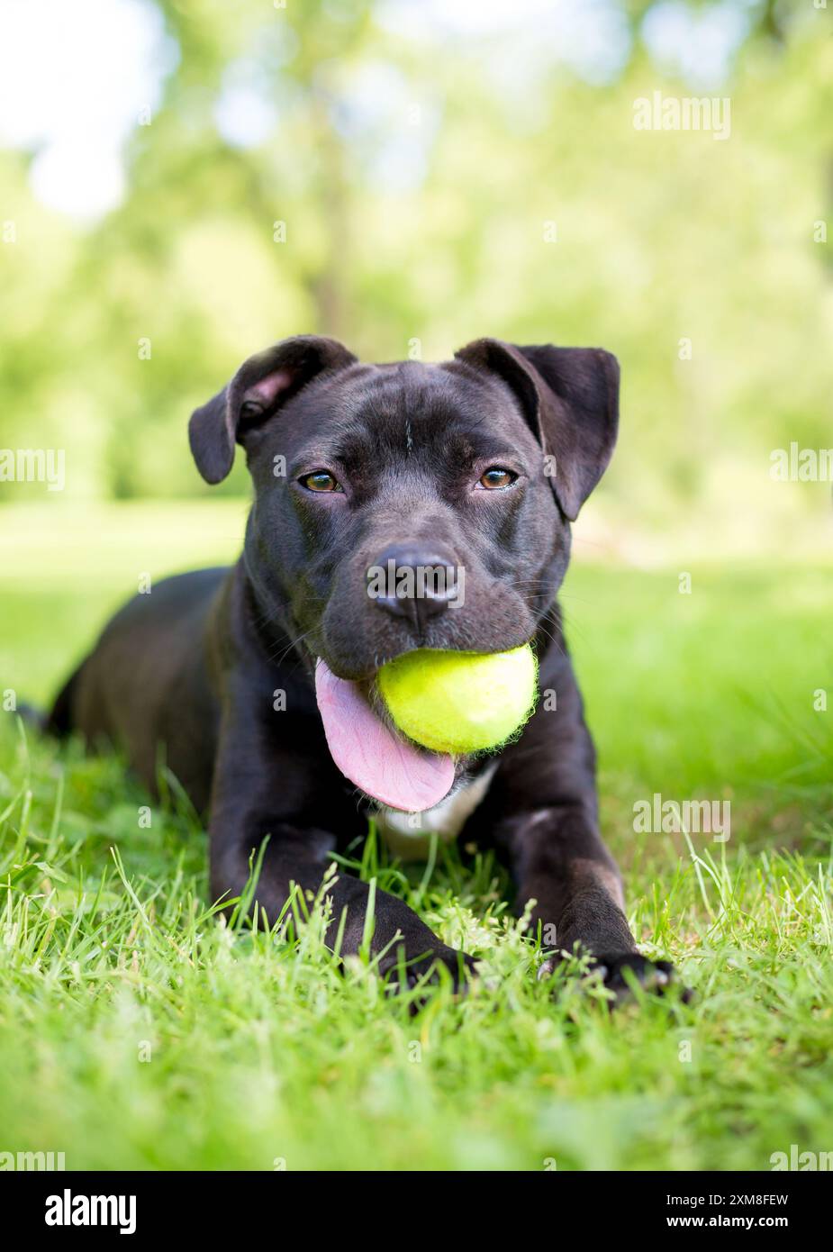 Un cane di razza mista nero Pit Bull Terrier che giace nell'erba e tiene una palla in bocca Foto Stock