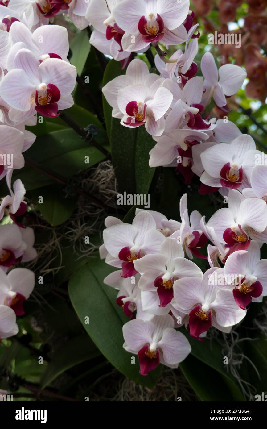 Orchidea Moth, Phalaenopsis, Orchidaceae, Little Gem Stripes Foto Stock