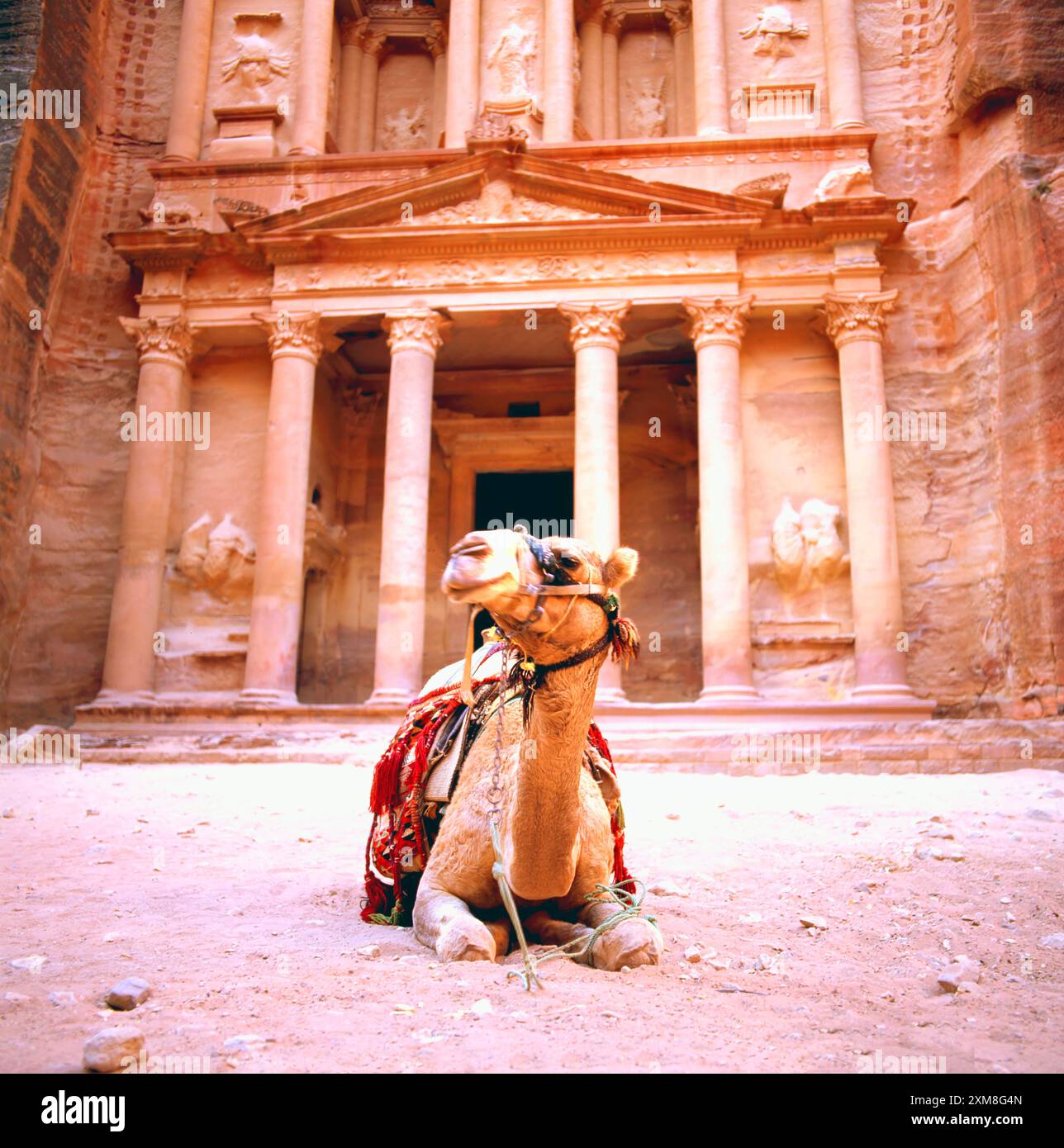 Vista spettacolare di due cammelli di fronte al Khazneh (il Tesoro) a Petra. Petra è una città storica e archeologica nel sud di Jor Foto Stock