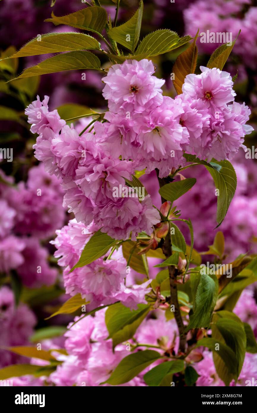 Fiori di ciliegio rosa in primavera a New York Foto Stock