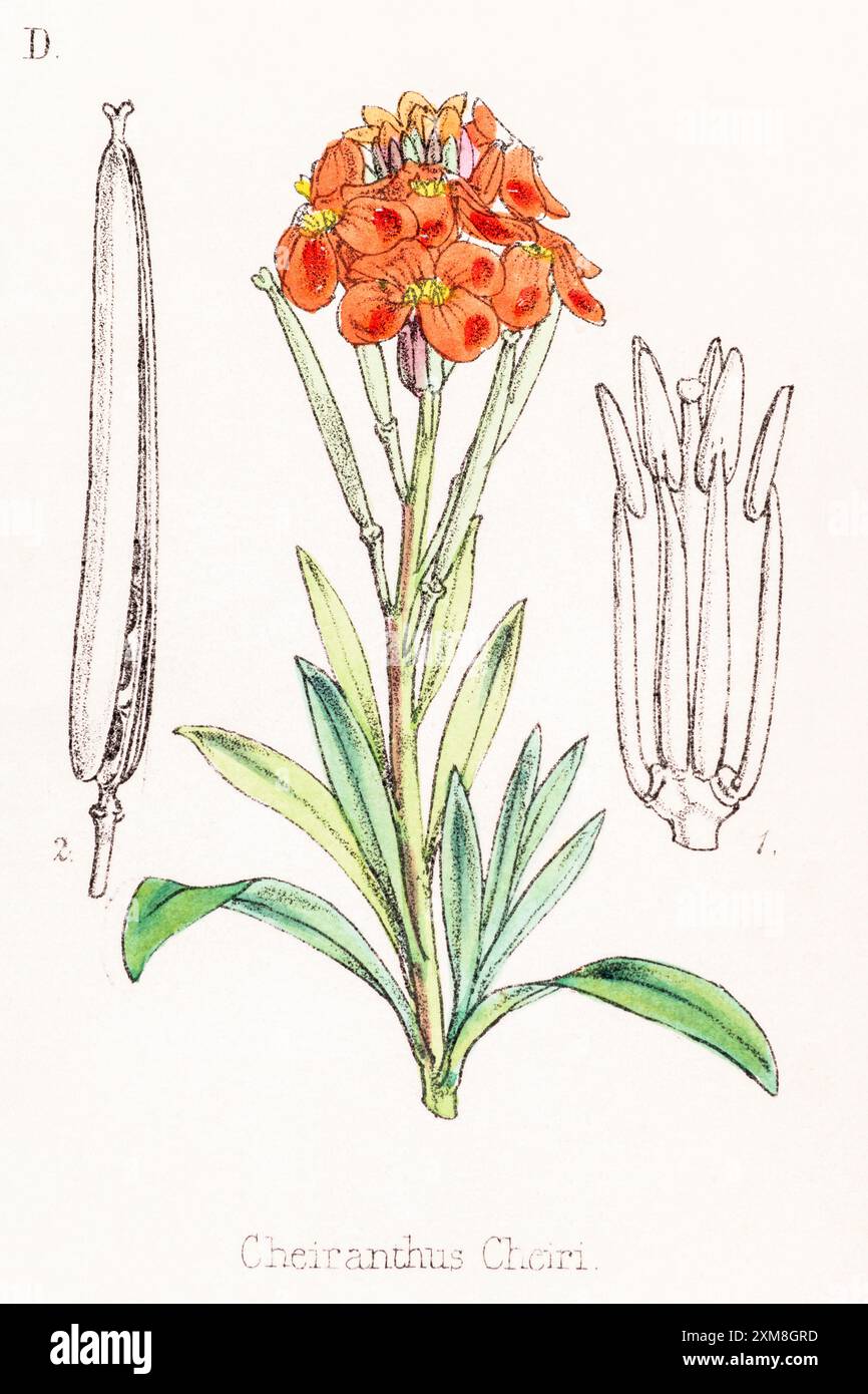 19o c. illustrazione botanica colorata a mano di Cheiranthus cheiri =Erysimum cheiri / Wallflower in Field Botanist's Companion, Thomas Moore [1862]. MED Foto Stock
