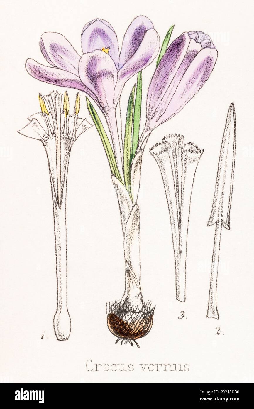19 ° c. illustrazione botanica colorata a mano di Crocus vernus / Spring Crocus in Field Botanist's Companion di Thomas Moore [1862]. Usi medicinali. Foto Stock