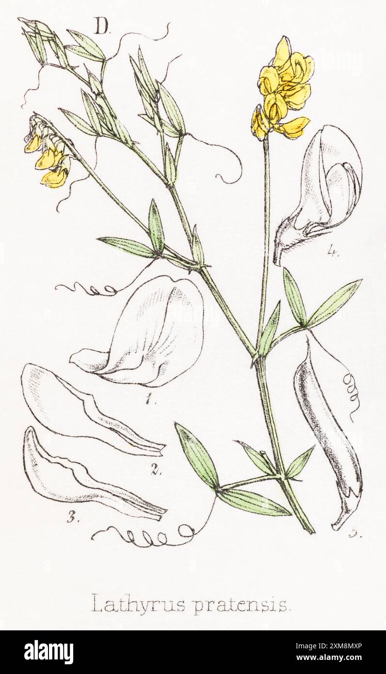 19 ° c. illustrazione botanica colorata a mano di Lathyrus pratensis / Meadow Vetchling in Field Botanist's Companion di Thomas Moore [1862]. Foto Stock