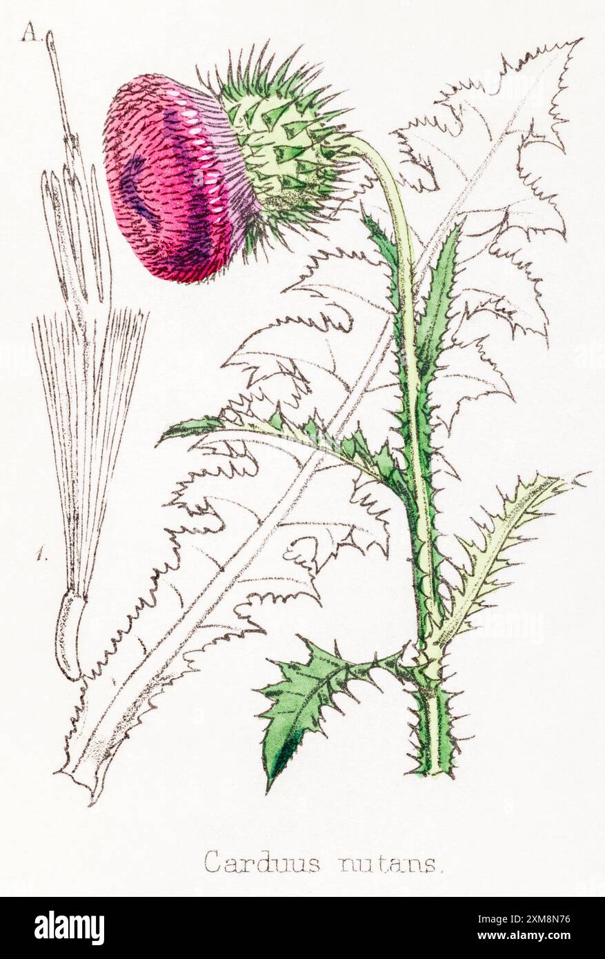 19 ° c. illustrazione botanica colorata a mano di Carduus nutans / Musk Thistle in Field Botanist's Companion di Thomas Moore [1862]. Pianta medicinale Foto Stock