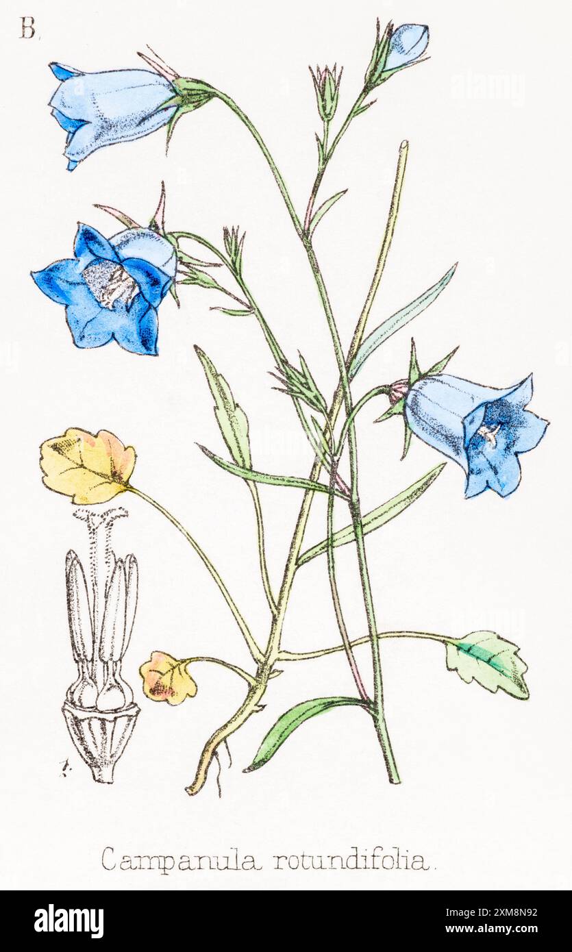 19 ° c. illustrazione botanica colorata a mano di Campanula rotundifolia / Common Harebell in Field Botanist's Companion di Thomas Moore [1862]. Medicinali Foto Stock