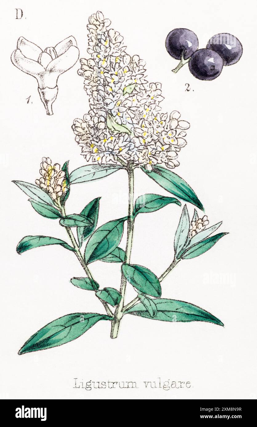 19 ° c. illustrazione botanica colorata a mano di Ligustrum vulgare / Privet in Field Botanist's Companion di Thomas Moore [1862]. Pianta medicinale Foto Stock