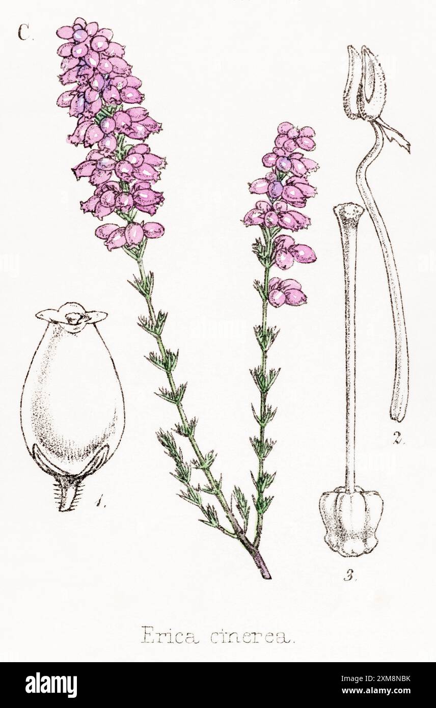 19 ° c. illustrazione botanica colorata a mano di Heather / Erica cinerea in Field Botanist's Companion di Thomas Moore [1862]. Pianta medicinale Foto Stock