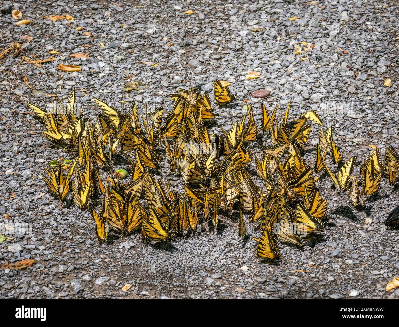 Le farfalle della tigre orientale Swallowtail fanno parte di un gruppo a terra Foto Stock