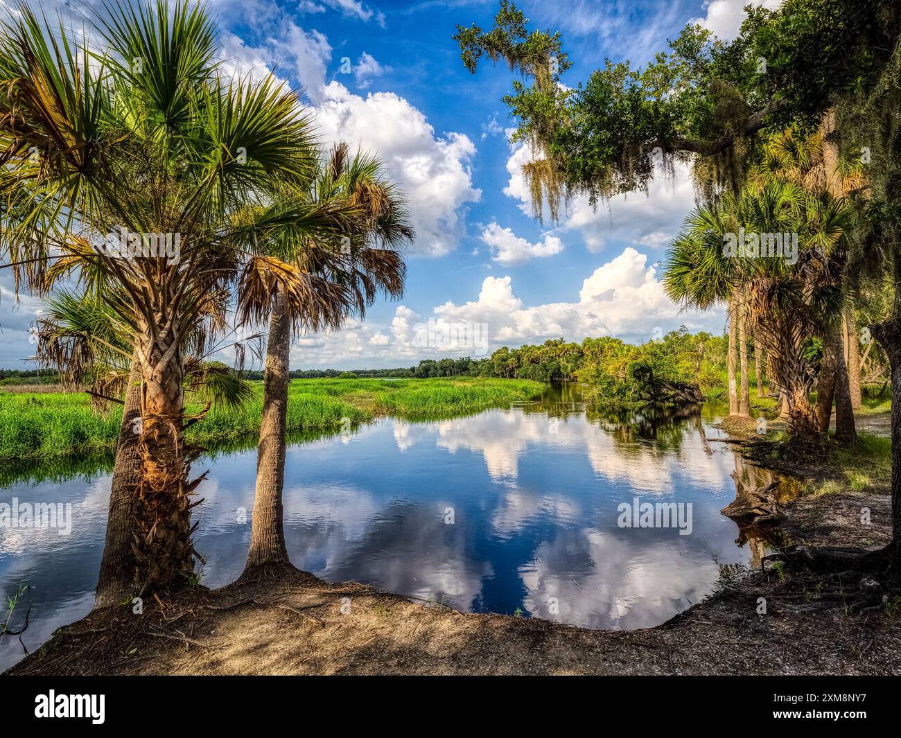Cielo blu con nuvole bianche che si riflettono in acque lisce al Fishermans Loop del fiume Myakka nel Myakka River State Park a Sarasota, Florida, USA Foto Stock Cielo blu con nuvole bianche che si riflettono in acque lisce al Fishermans Loop del fiume Myakka nel Myakka River State Park a Sarasota, Florida, USA Foto Stock