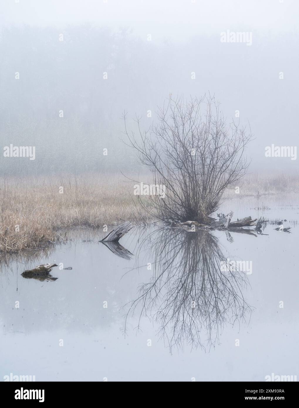 Inverno nella riserva naturale delle paludi dell'Oregon Foto Stock