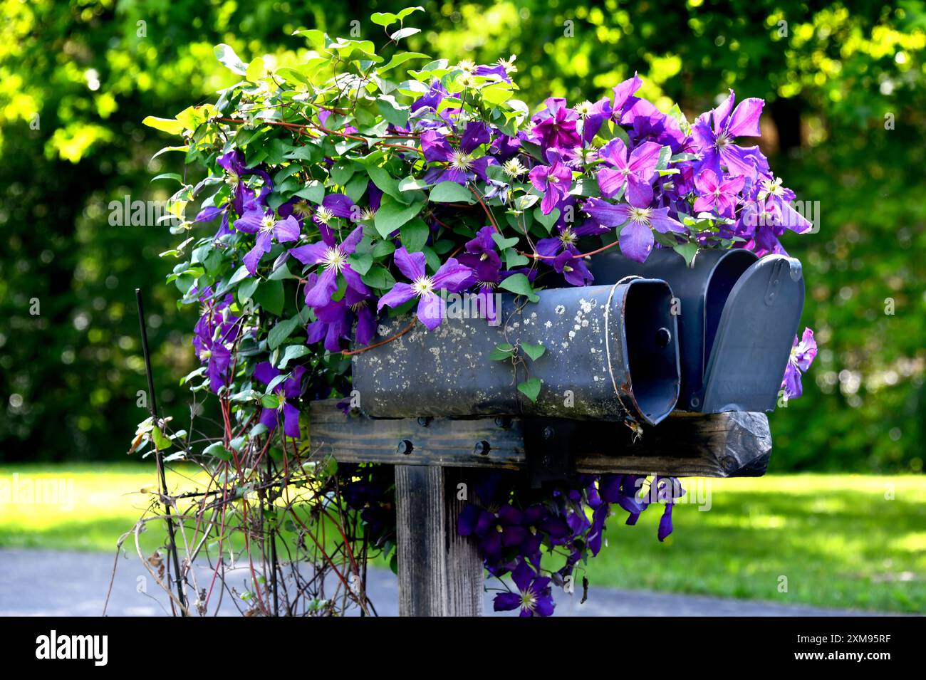 La cassetta postale e il tubo dei giornali sono ricoperti di Clematis viola in fiore. Foto Stock