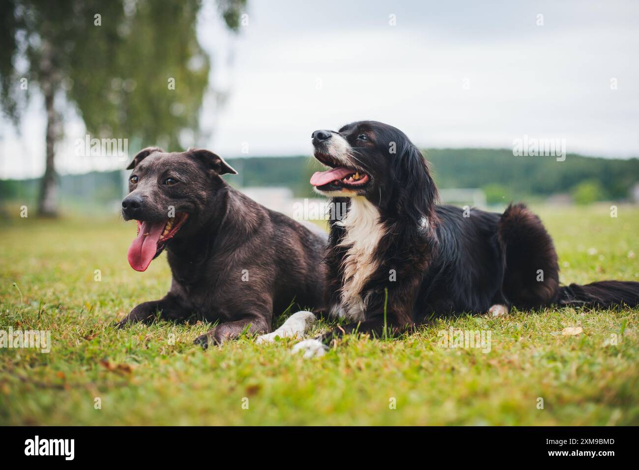 Cani di razza mista Foto Stock