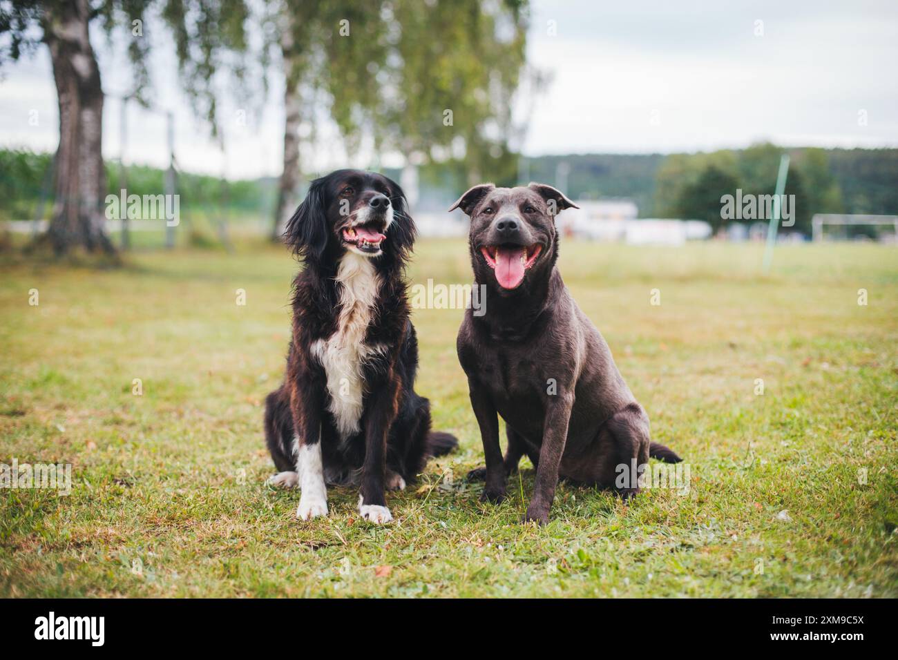 Cani di razza mista Foto Stock