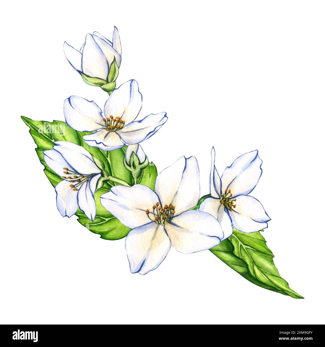 Fiori bianchi, fiori di gelsomino isolati su sfondo bianco. illustrazioni floreali ad acquerello per invito, biglietto, design. Foto Stock