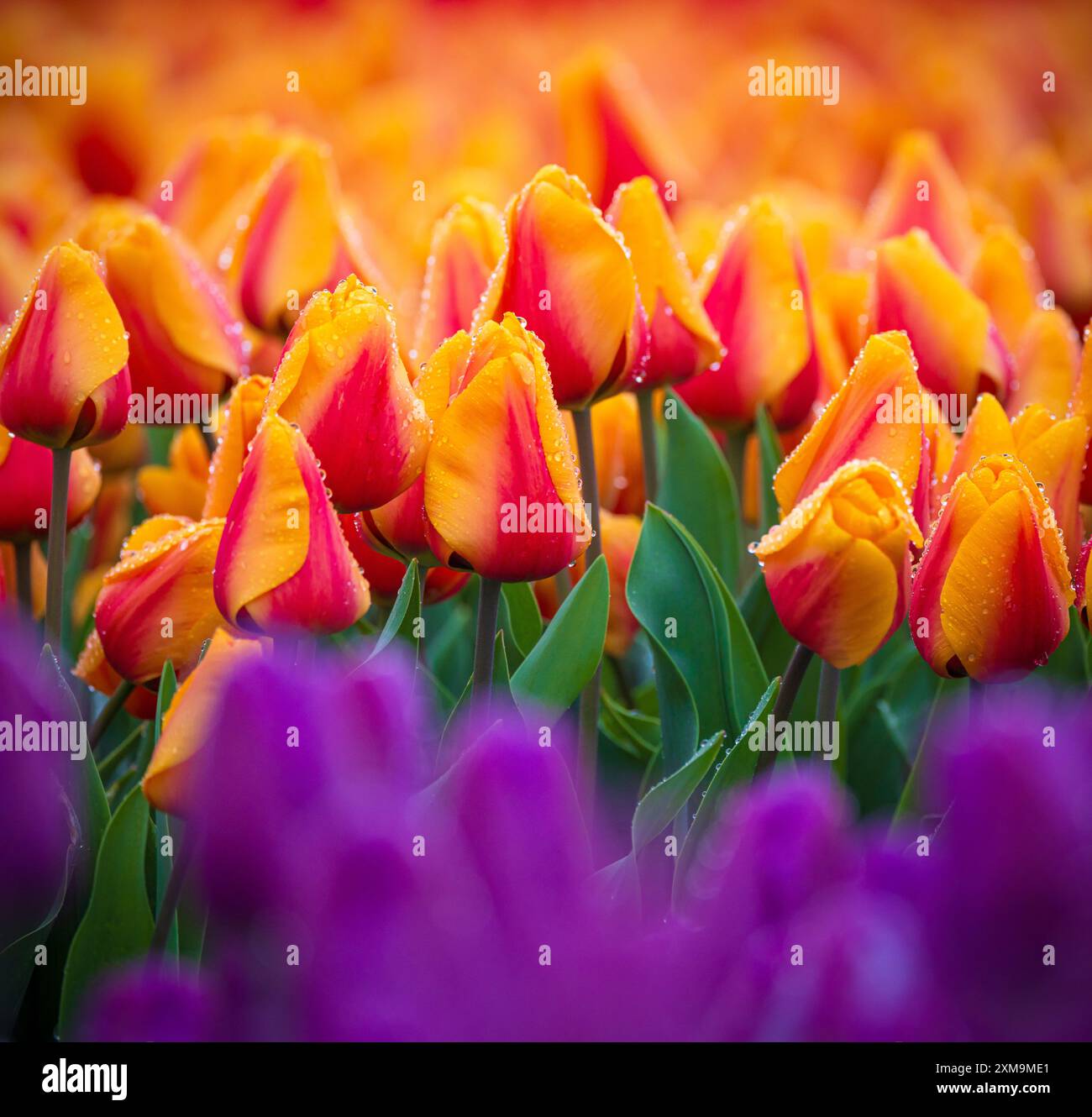 Lo Skagit Valley Tulip Festival è un festival di tulipani che si svolge nella Skagit Valley nello stato di Washington, Stati Uniti. Foto Stock