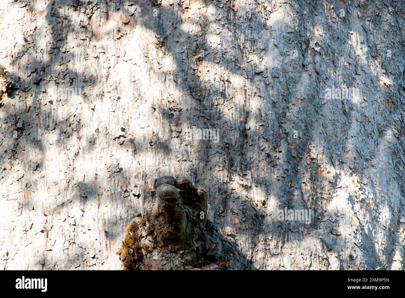 Tane Mahuta Kauri Tree - nuova Zelanda Foto Stock