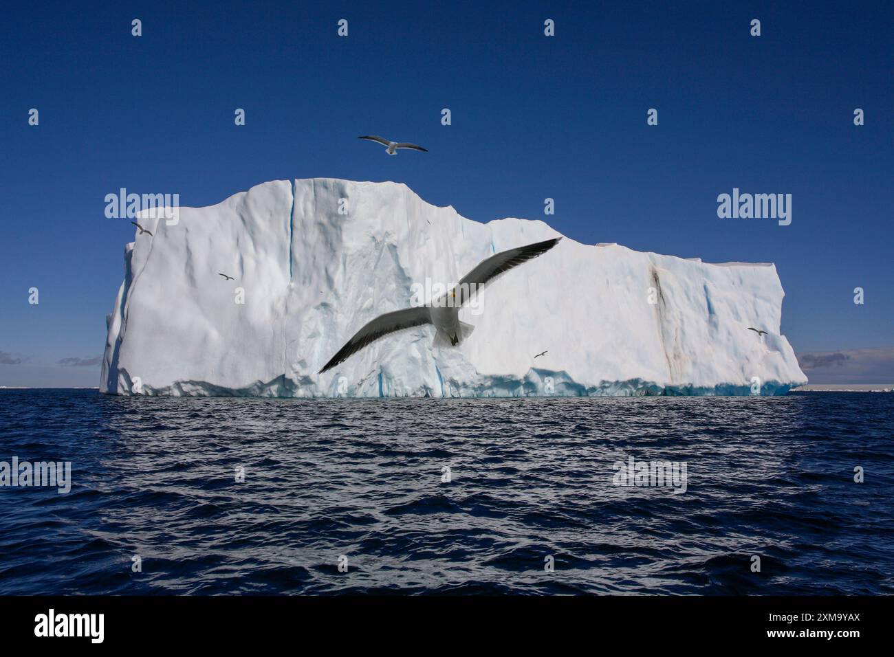 Gruppo di albatri vaganti (Diomedea exulans) vicino a un grande iceberg nel Mare di Weddell al largo della penisola Antartica in Antartide. Questi alianti straordinariamente efficienti prendono il nome dall'eroe greco Diomede. Hanno la più grande apertura alare di qualsiasi uccello del pianeta e possono volare fino a 40 chilometri all'ora. Foto Stock