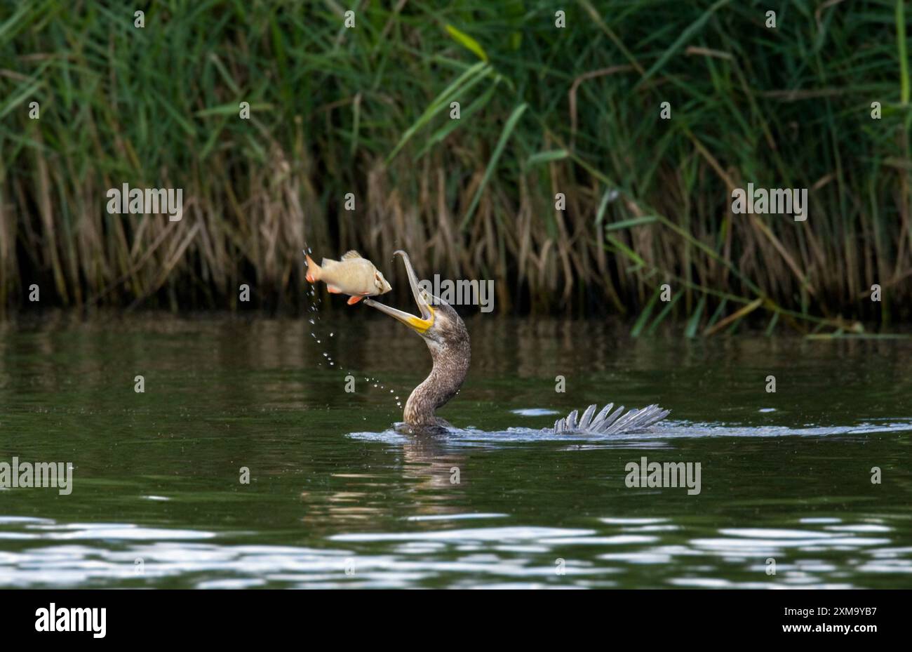 Grande cormorano (phalacrocorax carbo) che cattura un pesce sul fiume Bure a Norfolk Broads, East Anglia, Regno Unito. Il grande cormorano si trova comunemente nel Regno Unito, in parte dell'Europa meridionale, nell'Africa meridionale e orientale, in parte dell'Asia centrale, in gran parte dell'India e del Sud-est asiatico, in Australia, Groenlandia, Islanda e in parte del Canada settentrionale. In genere abita aree costiere, estuari, fiumi e laghi. L'uccello preferisce cacciare in acque poco profonde ma è in grado di immergersi fino a profondità di 30 metri (100 piedi). Foto Stock