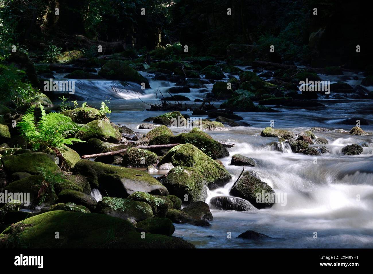 Fiume Wesenitz, Liebethaler Grund, parte del Malerweg, estate, Svizzera sassone, Sassonia, Germania Foto Stock