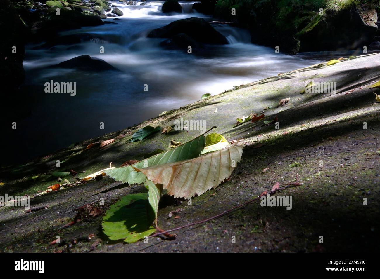 Fiume Wesenitz, Liebethaler Grund, parte del Malerweg, estate, Svizzera sassone, Sassonia, Germania Foto Stock