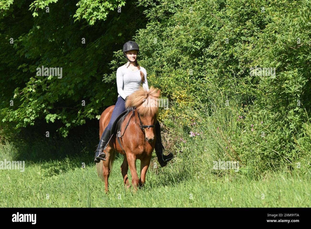 Giovane donna con un cavallo islandese in un giro di fondo in estate, Renania-Palatinato, Germania Foto Stock