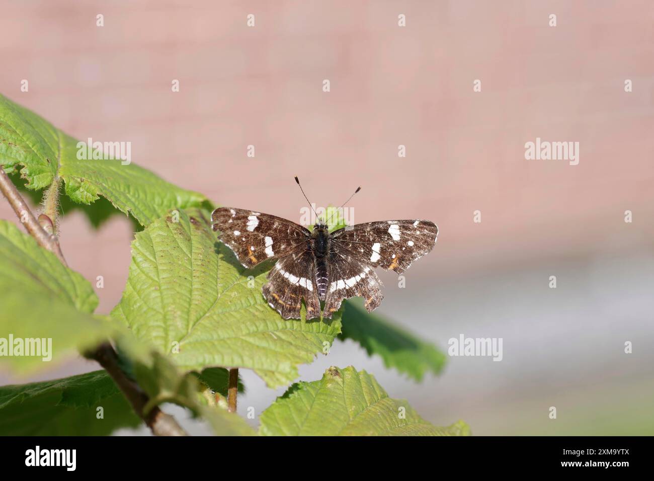 Mappa farfalla (Araschnia levana), farfalla, generazione estiva, foglia, macro, il carder di terra siede con le ali spalmate sulla foglia di una nocciola Foto Stock