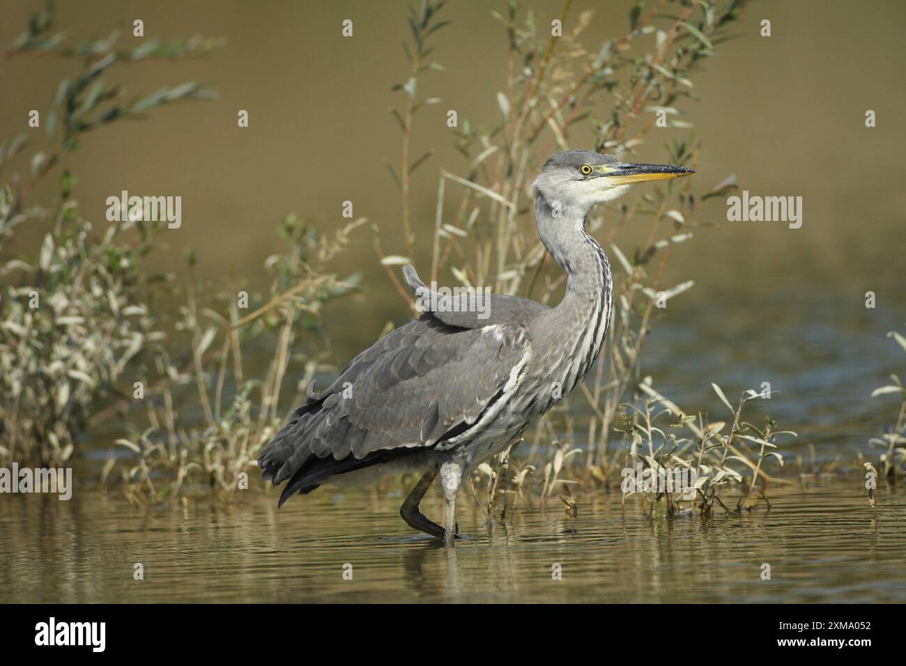 Aironi grigi (Ardea cinerea) nell'acqua, il livello dell'alluvione del giugno 2024 è chiaramente visibile sui salici, Allgaeu, Baviera, Germania, Allgaeu Foto Stock