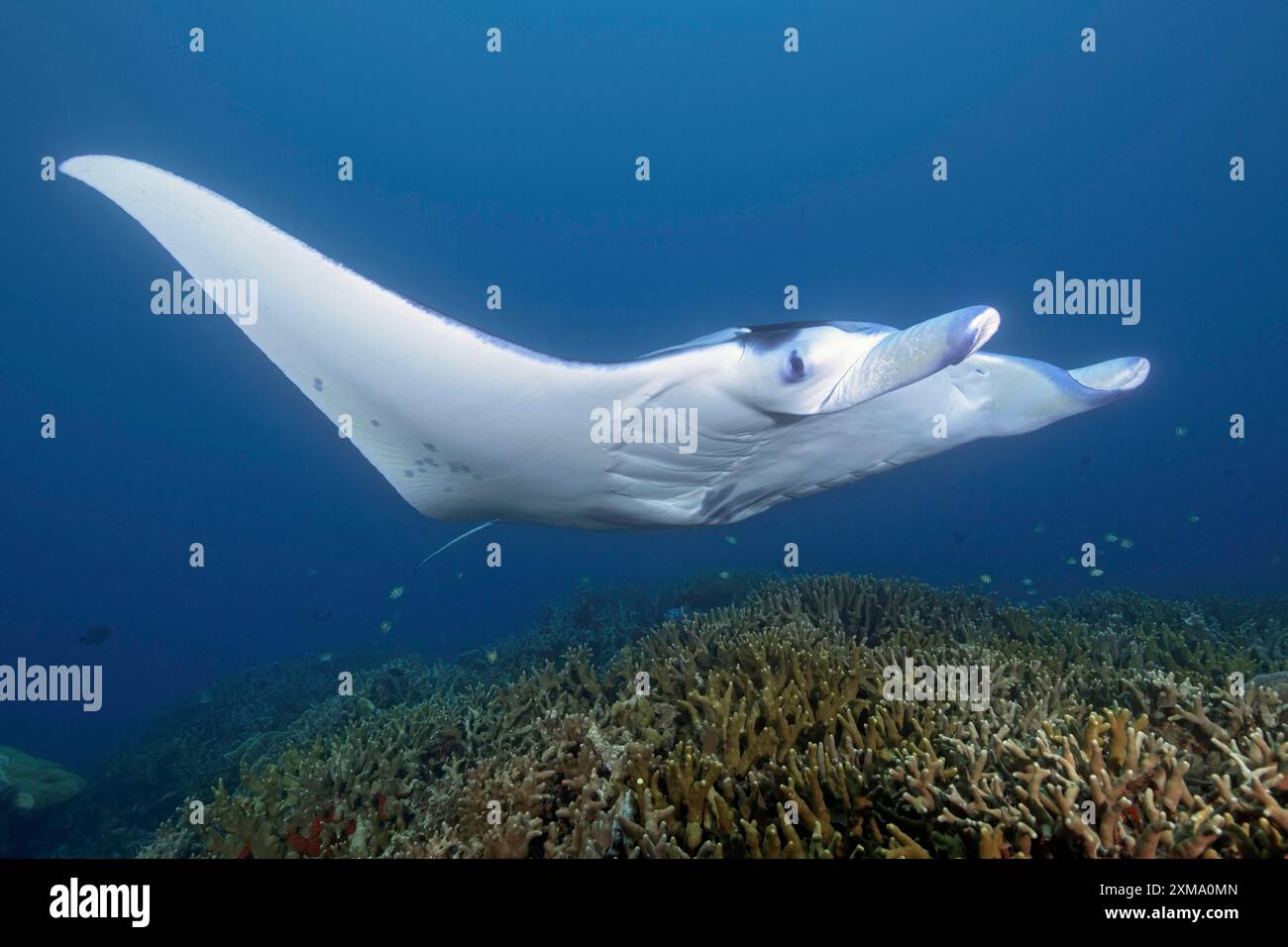 Il mangiatore di plancton del raggio gigante (Manta) nuota alla stazione di pulizia sulla barriera corallina di coralli sassosi (Scleractina) coralli duri in acque poco profonde della laguna Foto Stock