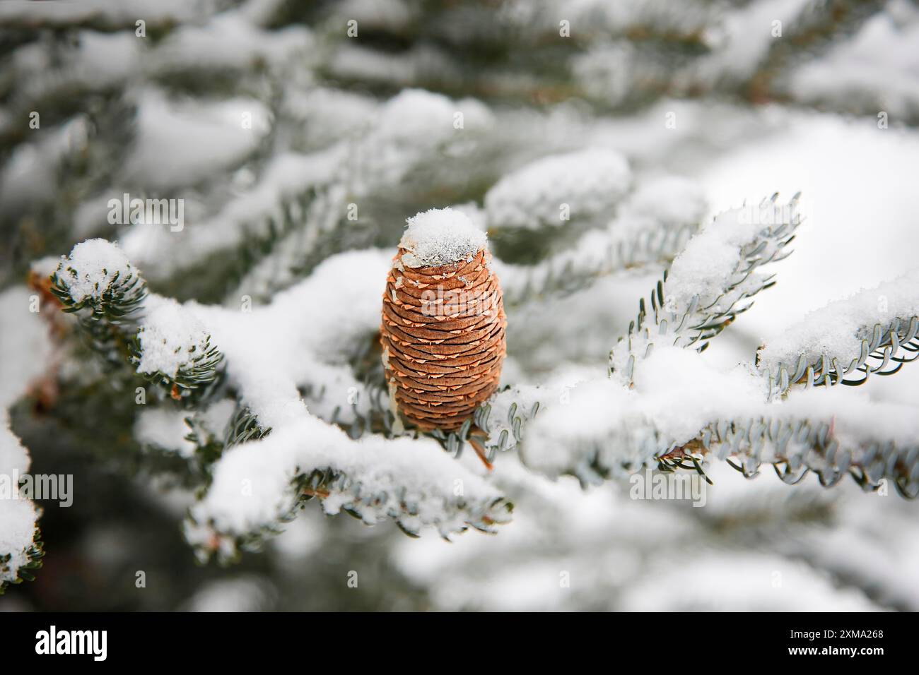 Un cono di pino (Abies koreana) su un ramo di albero sempreverde innevato, catturando una serena scena invernale Foto Stock