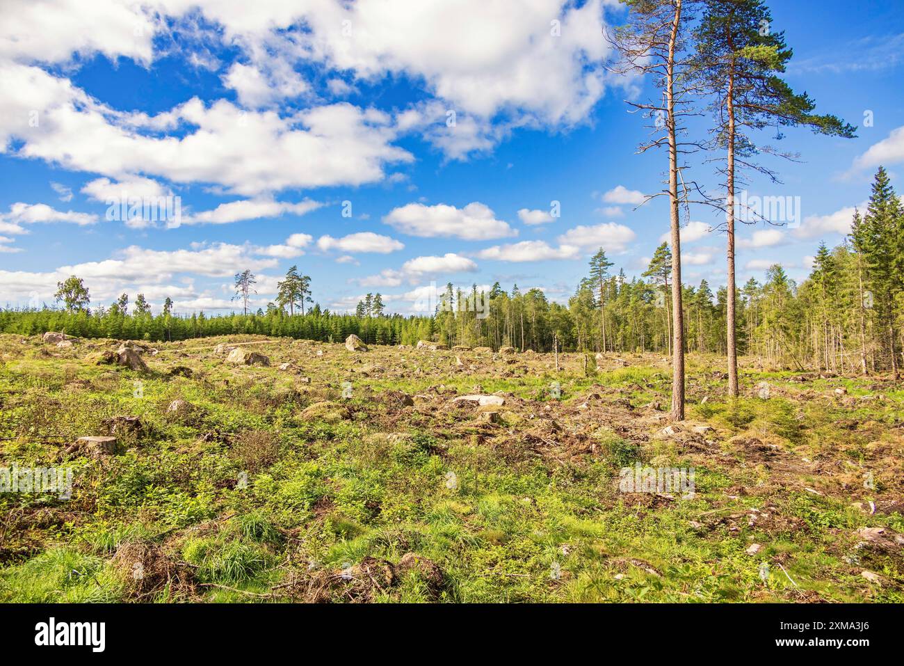 Area di sgombero con pini da semina in un paesaggio forestale in una soleggiata giornata estiva Foto Stock