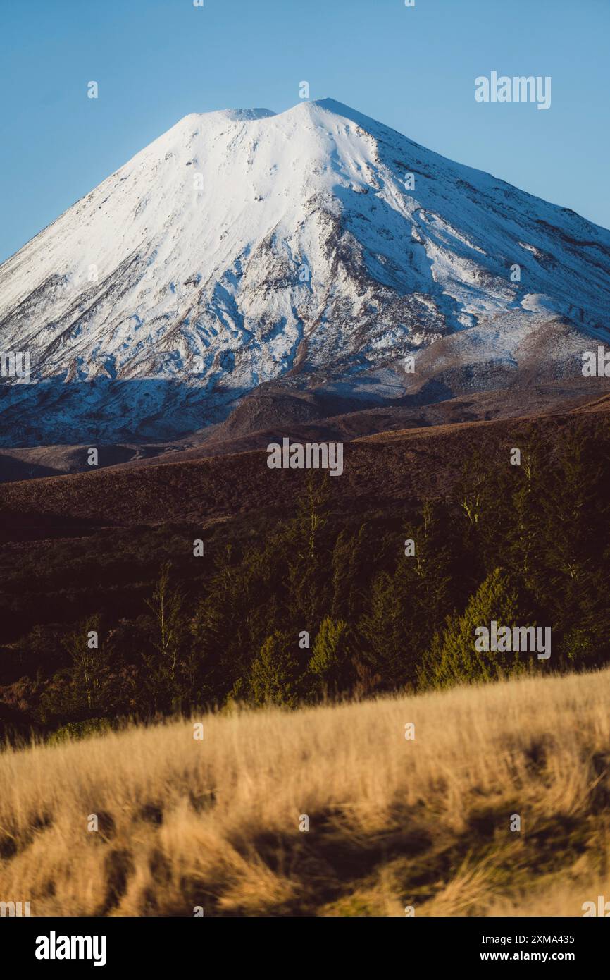 Montagna innevata con foreste e praterie in primo piano, Parco Nazionale del Tongariro, nuova Zelanda Foto Stock
