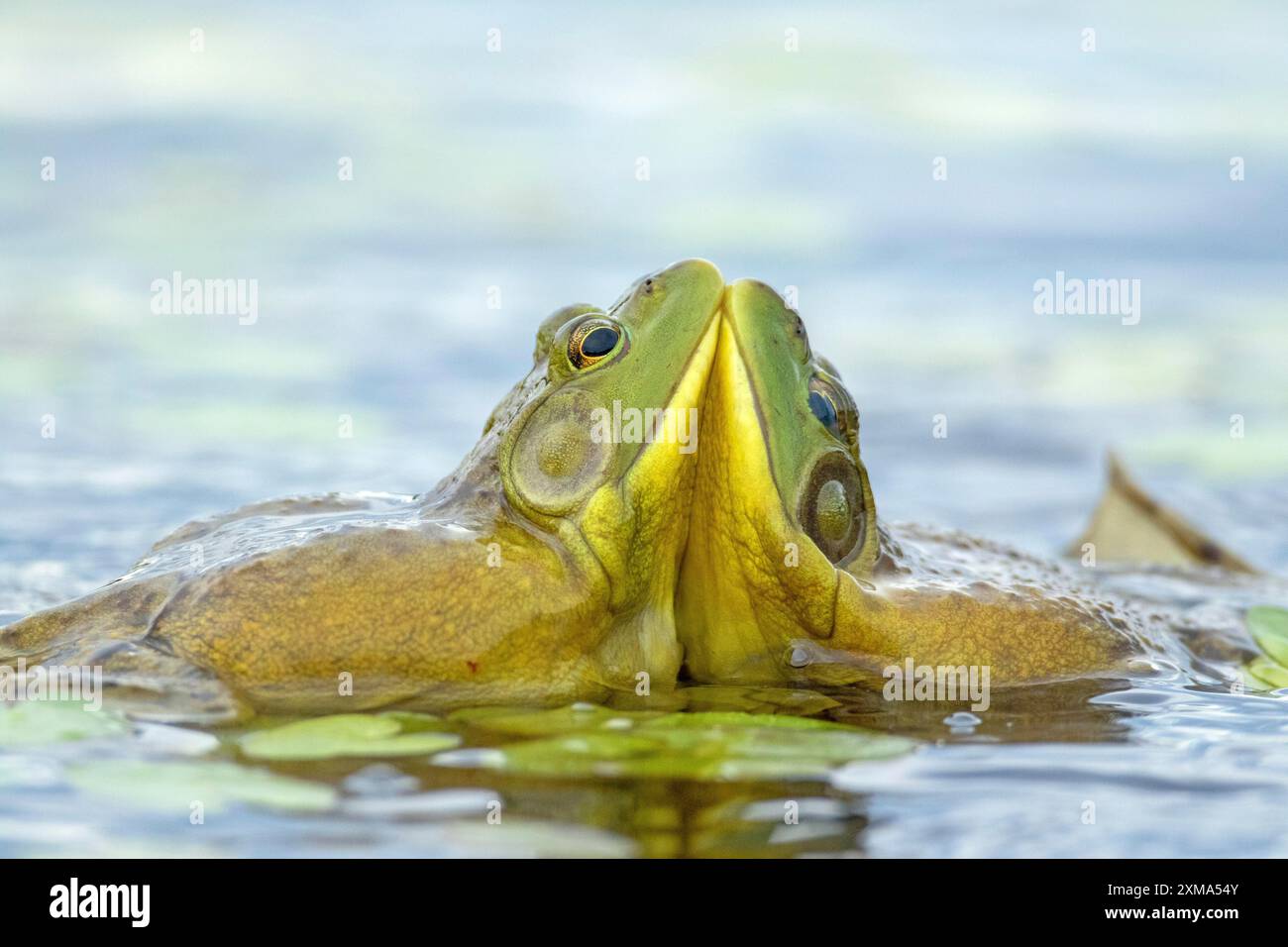 Rane Bull Lithobates catesbeianus. Rane maschi che combattono durante la stagione riproduttiva. Parco nazionale la Mauricie. Provincia del Quebec. Canada Foto Stock