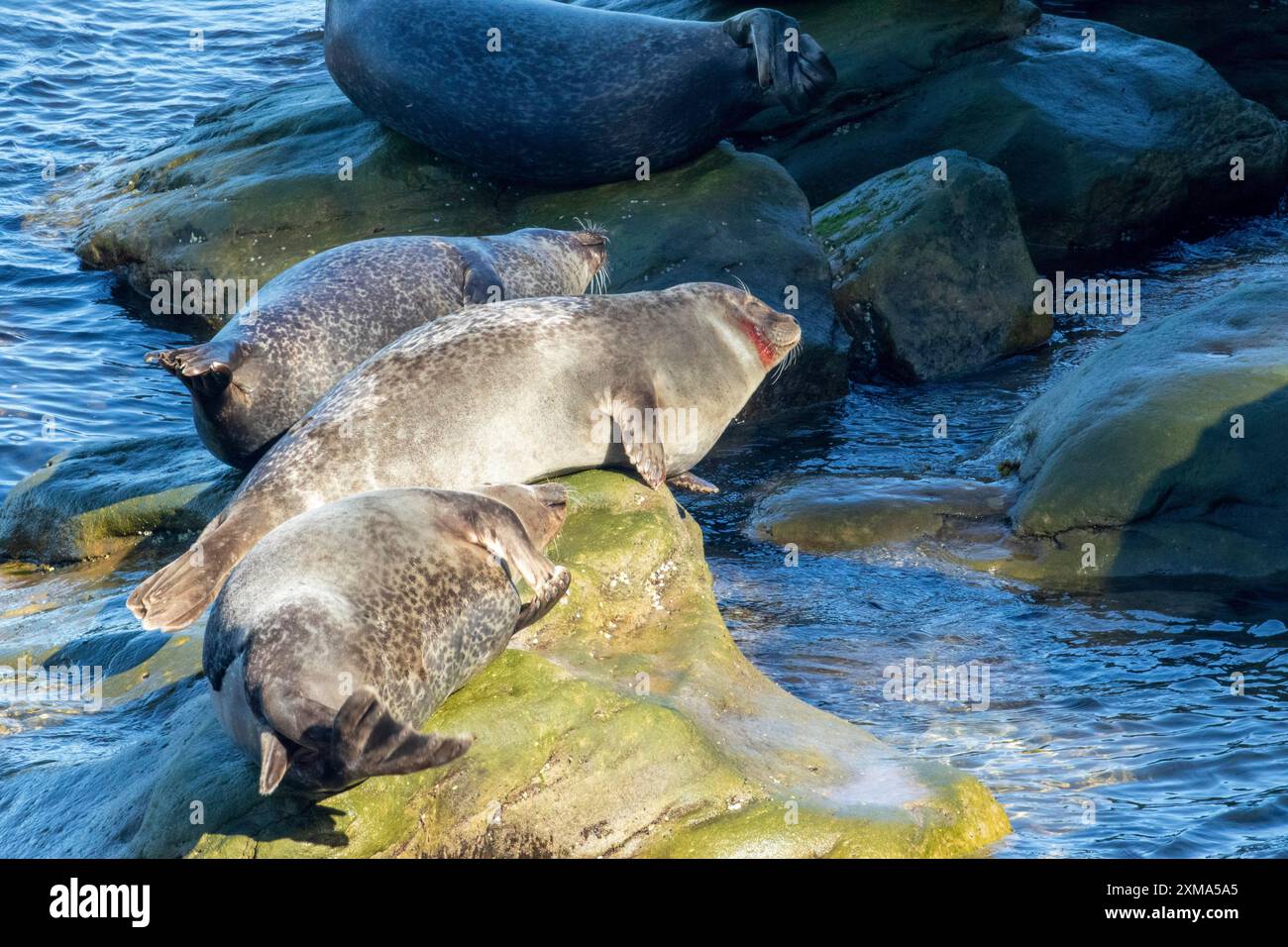 Foche del porto, phoca vitulina vitulina. Gruppo di foche che riposano sulle rocce in riva al mare. Una foca è stata ferita da un'elica. Parco nazionale di Forillon. Foto Stock