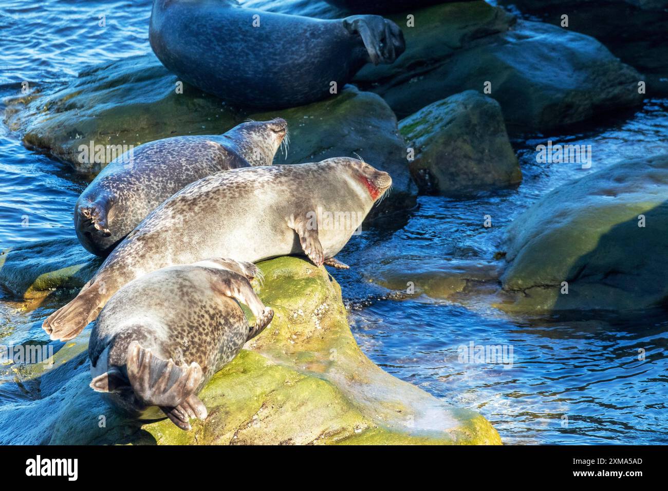 Foche del porto, phoca vitulina vitulina. Gruppo di foche che riposano sulle rocce in riva al mare. Una foca è stata ferita da un'elica. Parco nazionale di Forillon. Foto Stock