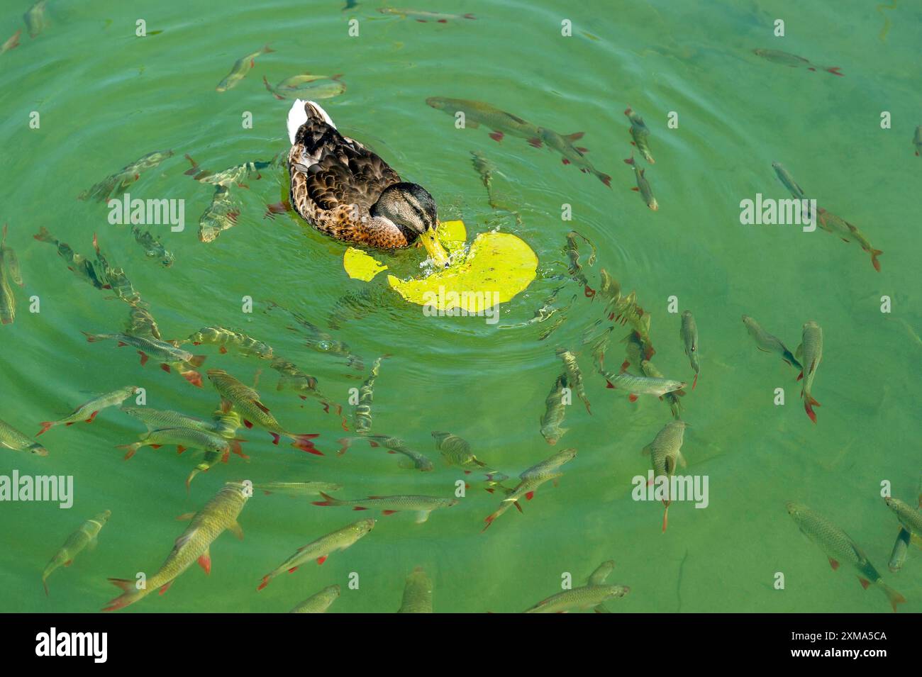 Femmina (Anas platyrhynchos) che mangia la foglia di una giglio d'acqua bianca europea (Nymphaea alba), con carpa (Cyprinidae) della specie comune Foto Stock
