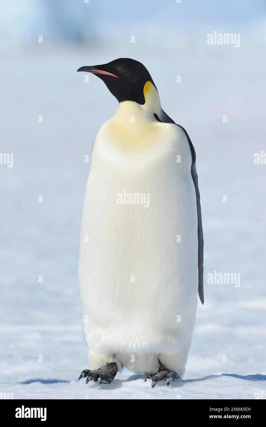 Pinguini imperatore (Aptenodytes forsteri), adulti, Snow Hill Island, Penisola Antartica, Antartide Foto Stock