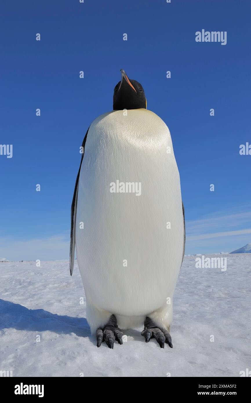 Pinguini imperatore (Aptenodytes forsteri), adulti, Snow Hill Island, Penisola Antartica, Antartide Foto Stock