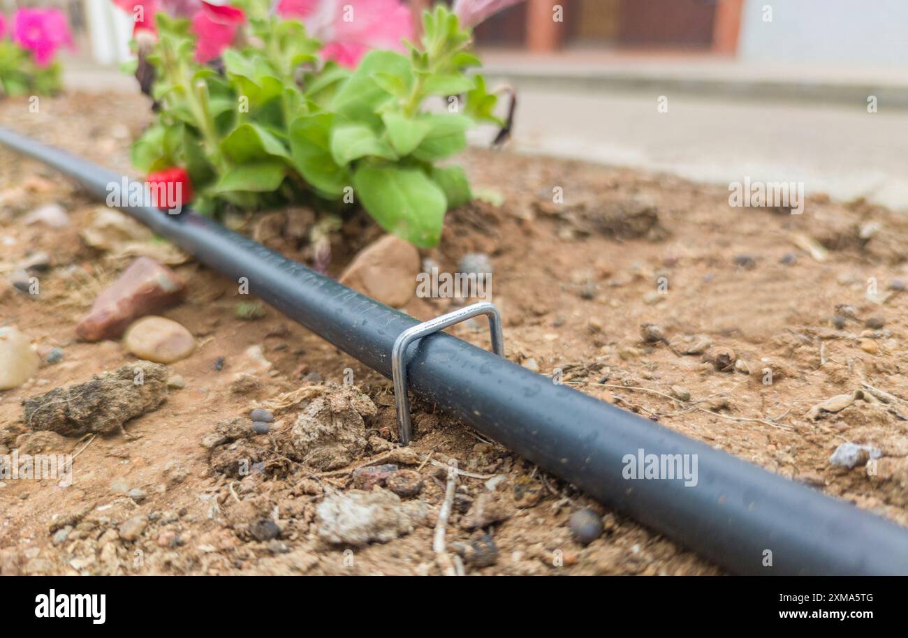 Perni a U o perni di fissaggio installati sul tubo. Attrezzature da giardinaggio per irrigazione a goccia Foto Stock