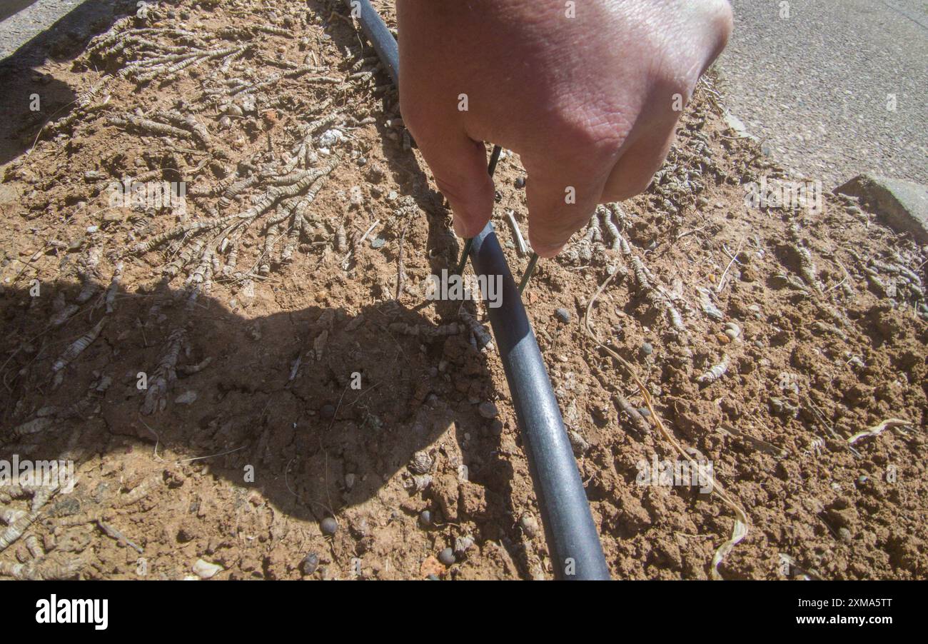 Inserimento di perni a U o perni di fissaggio per tubi di distribuzione. Attrezzature da giardinaggio per irrigazione a goccia Foto Stock