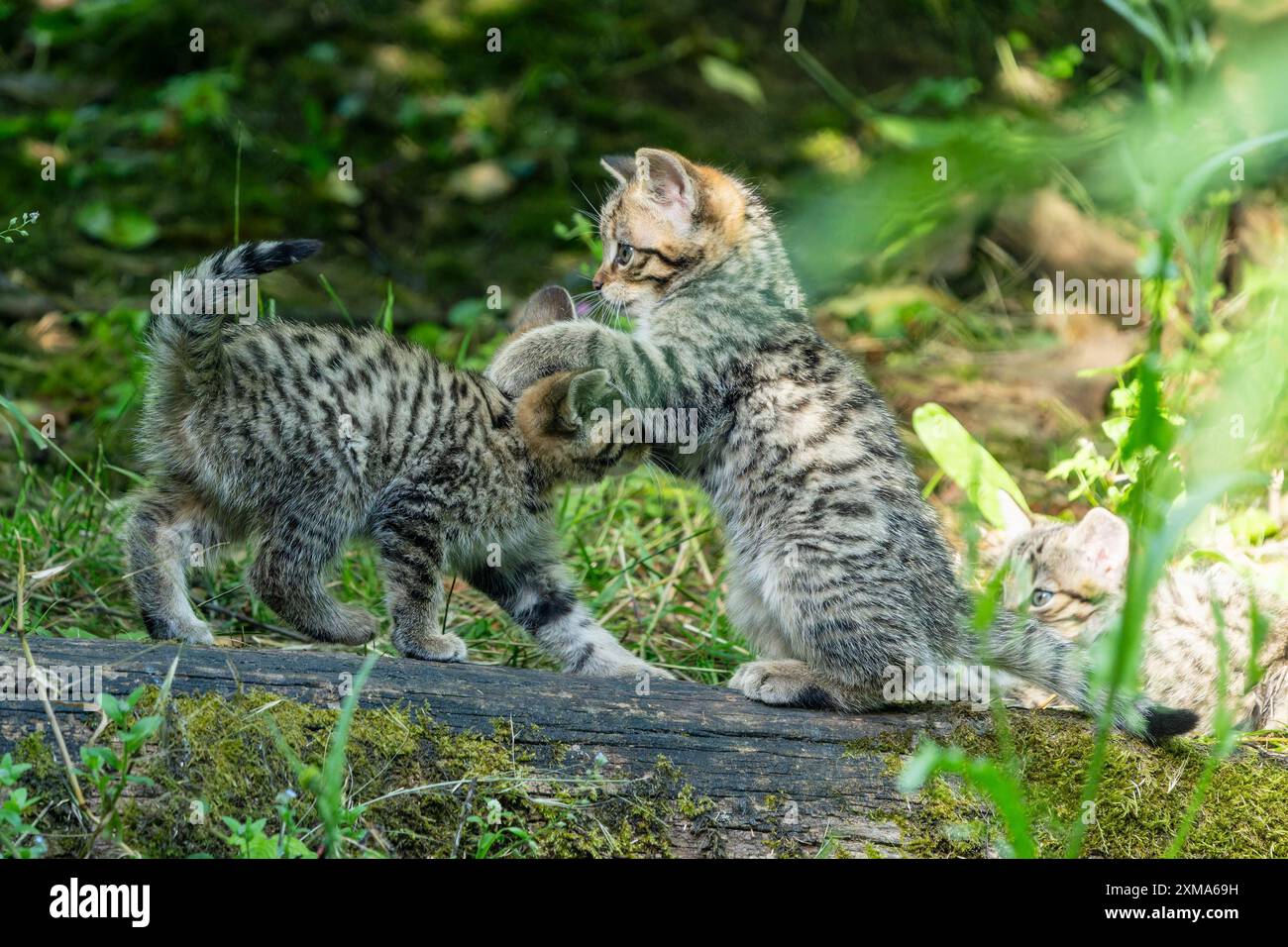 Tre giovani gattini che giocano e lottano tra loro nella foresta, gatto selvatico (Felis silvestris), gattini, Germania Foto Stock