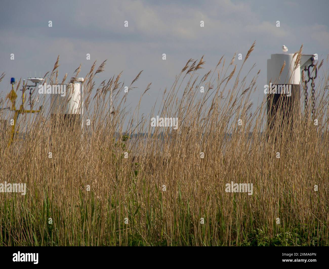 Alte canne sullo sfondo del mare e del cielo nuvoloso, wilhelmshaven, germania Foto Stock