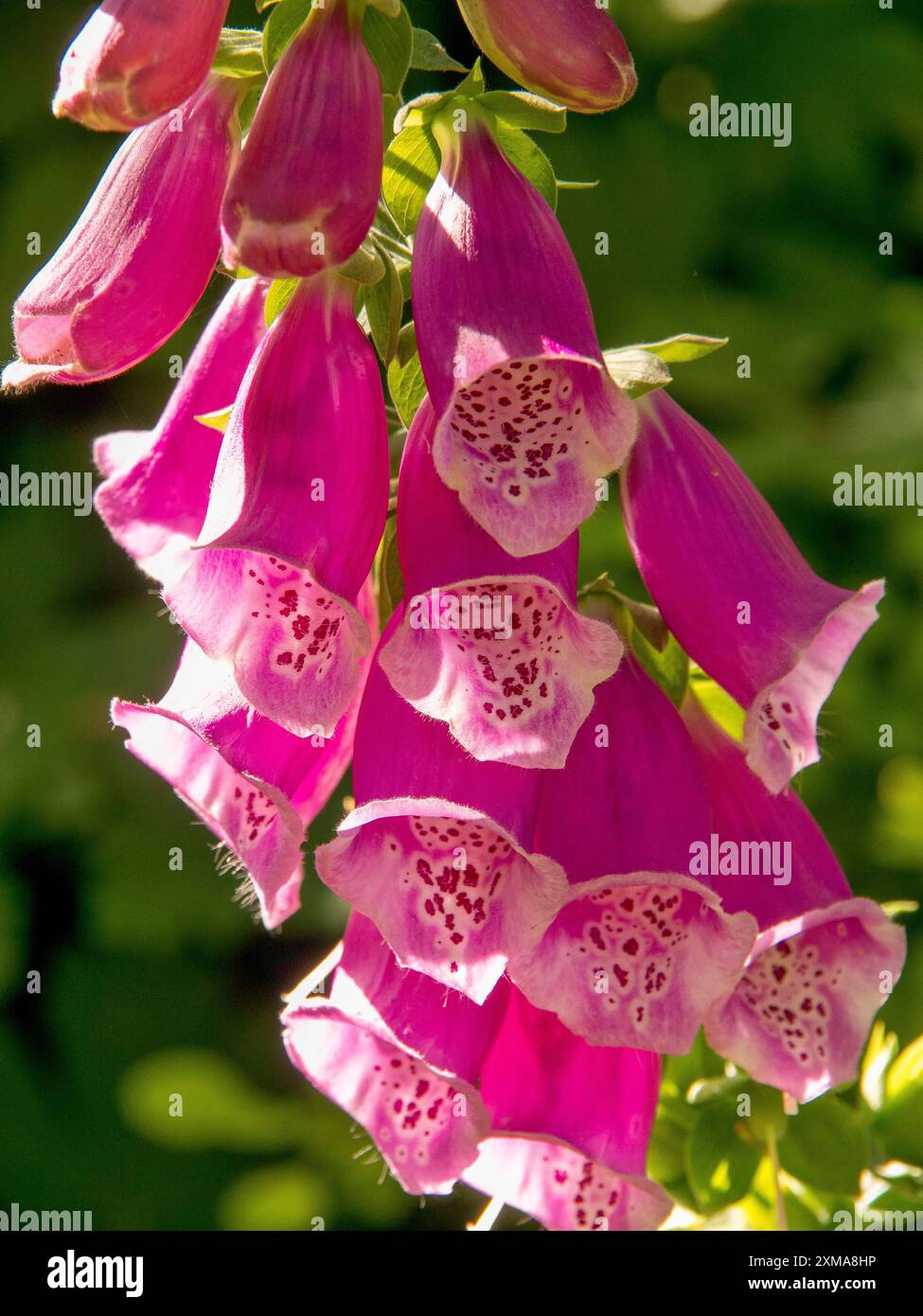 Primo piano di fiori rossi con motivo a macchie e sfondo sfocato, borken, muensterland, germania Foto Stock