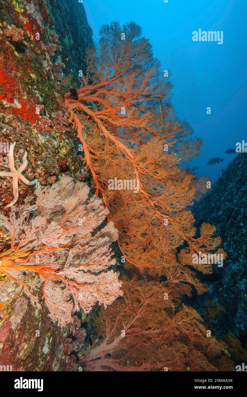 Grandi fan di coralli fan (Melithaea ochracea), Indo-Pacifico, Mare delle Andamane, Isole Similan, Thailandia Foto Stock