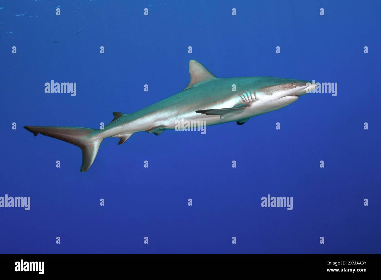 Squalo grigio della barriera corallina (Carcharhinus amblyrhynchos) che nuota in acque blu mare aperto, nell'Oceano Pacifico Foto Stock